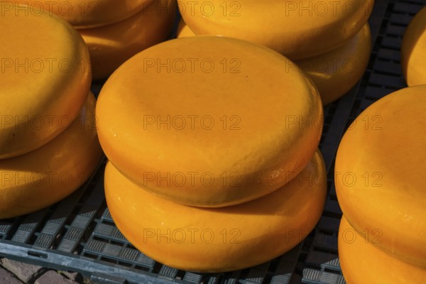 Close-up of shiny yellow cheese wheels stacked in the sun, Cheese, Cheese market, Alkmaar, Alkmar, Noord-Holland, North Holland, Netherlands