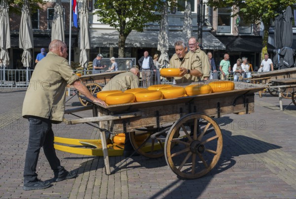 Men in uniforms transporting large wheels of cheese on a wooden cart on a market square, cheese, cheese market, Alkmaar, Alkmar, Noord-Holland, Noord-Holland, Netherlands