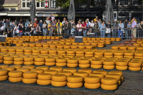 Rows of cheese in front of an interested audience at a city market, cheese, cheese market, Alkmaar, Alkmar, Noord-Holland, North Holland, Netherlands