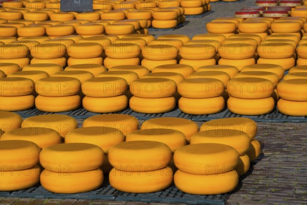 Pile of orange cheese wheels on the ground outside, cheese, cheese market, Alkmaar, Alkmar, Noord-Holland, North Holland, Netherlands