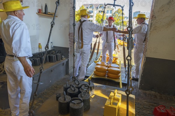 Porters with yellow hats weighing large Gouda loaves in a historic cheese scale, cheese carrier, cheese being weighed, former city scales, cheese market, Alkmaar, Alkmar, Noord-Holland, North Holland, Netherlands