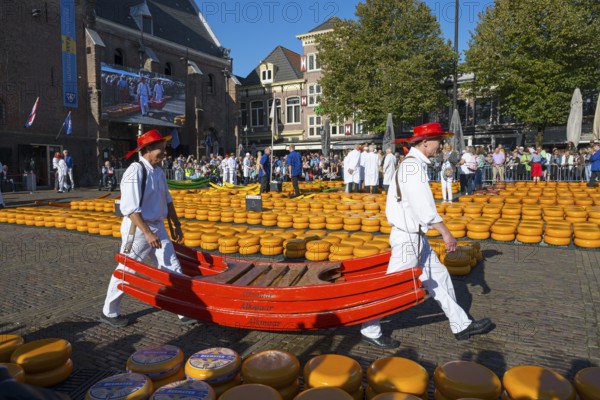 Public market where people carry cheese wheels around, cheese carrier, cheese, cheese market, Alkmaar, Alkmar, Noord-Holland, Noord-Holland, Netherlands