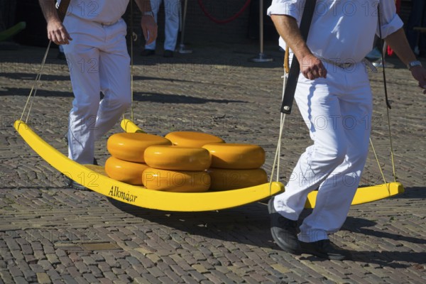 Men in traditional dress carrying yellow cheese wheels at a market, cheese carrier, cheese, cheese market, Alkmaar, Alkmar, Noord-Holland, North Holland, Netherlands