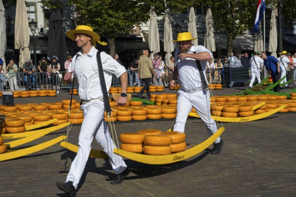Porters in white uniforms and straw hats transporting Gouda at a traditional cheese market, cheese carrier, cheese, cheese market, Alkmaar, Alkmar, Noord-Holland, North Holland, Netherlands