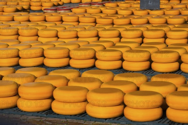 Many cheese wheels stored in stacks in an outdoor area, cheese, cheese market, Alkmaar, Alkmar, Noord-Holland, North Holland, Netherlands