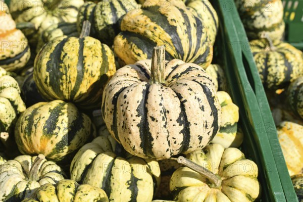 Sweet dumpling squashes in green crate at autumn market for seasonal cooking and decoration