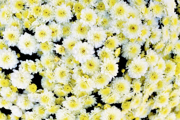 Top view of many white chrysanthemums flowers with yellow centers