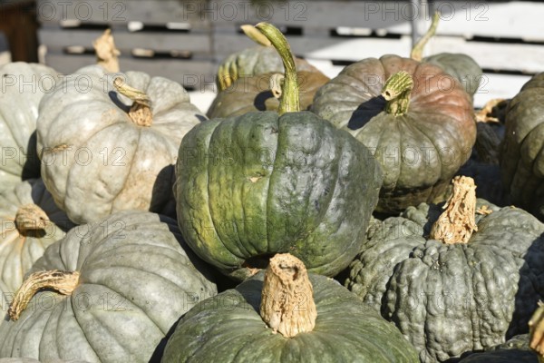 Green and gray heirloom pumpkins and squash at rustic autumn market. Queensland Blue, Jarrahdale Pumpkins and Blue Warted Pumpkin