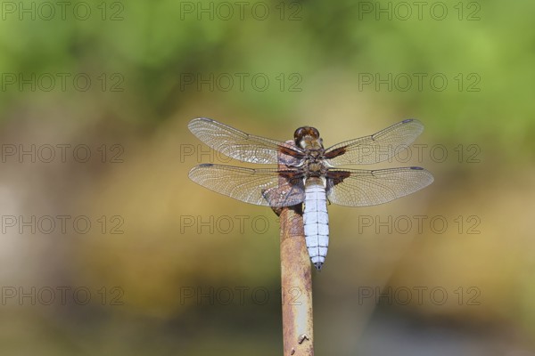 Plattbauchlibelle (Libellula depressa), Männchen sitzt auf einer Zaunspitz im Garten, Nahaufnahme, Wilnsdorf, Nordrhein-Westfalen, Deutschland