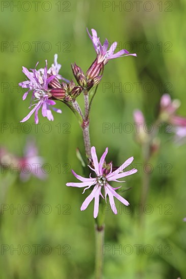 Kuckucks-Lichtnelke (Silene flos-cuculi), Nahaufnahme, Wilnsdorf, Nordrhein-Westfalen, Deutschland