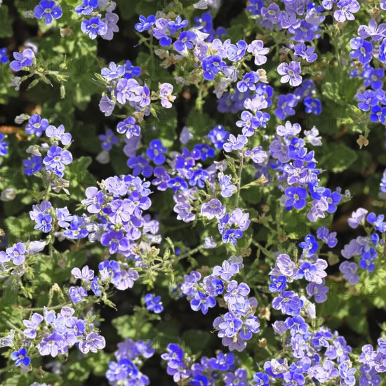 Gamander Ehrenpreis (Veronica chamaedrys), Männertreu, Blüten in einem Laubwald, blaue Blüte, Frühjahr, Wilnsdorf, Nordrhein-Westfalen, Deutschland