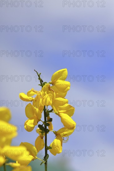 Blüte vom Ginster, Gewöhnlicher Besenginster (Cytisus scoparius), gelbe Blüten vor blauem Himmel, Wilnsdorf, Nordrhein-Westfalen, Deutschland