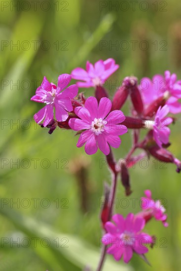 Rote Lichtnelke (Silene dioica), Nahaufnahme einer Blüte auf einer Wiese, Wilnsdorf, Nordrhein-Westfalen, Deutschland
