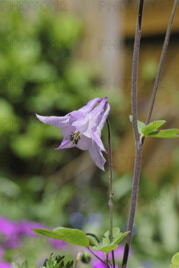 Gewöhnliche Akelei (Aquilegia vulgaris), rosa Blüte am Waldrand, im Frühling, Wilnsdorf, Nordrhein-Westfalen, Deutschland