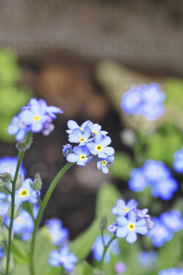 Sumpfvergissmeinnicht (Myosotis palustris), Echtes Vergissmeinnicht in Blüte im Frühjahr, Wilnsdorf, Nordrhein-Westfalen, Deutschland