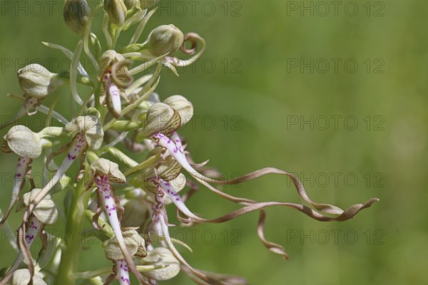 Bocks-Riemenzunge (Himantoglossum hircinum), Blütenstand mit geöffneten weiss-violetten Blüten, Detailaufnahme, Orchideen, Orchidee, Orchideengewächs, Naturfotografie, Lahnstein, Rheinland-Pfalz, Deutschland