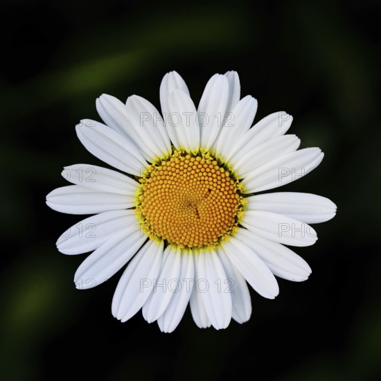 Magerwiesenmargerite Magerwiesen Margerite (Chrysanthemum leucanthemum), Blüte vor schwarzem Hintergrund, Wilnsdorf, Nordrhein-Westfalen, Deutschland