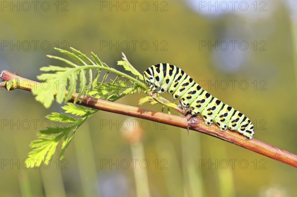 Schwalbenschwanz Raupe (Papilio machaon), Raupe sitzt an Wilder Möhre (Daucus carota), Naturschutzgebiet Trupbacher Heide mit Heiden und Magerrasen, ehemaliger Truppenübungsplatz, Siegerland, Nordrhein-Westfalen, Deutschland