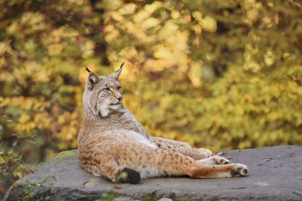 Eurasian lynx (Lynx lynx) lying on a stone in autumn, captive, Germany