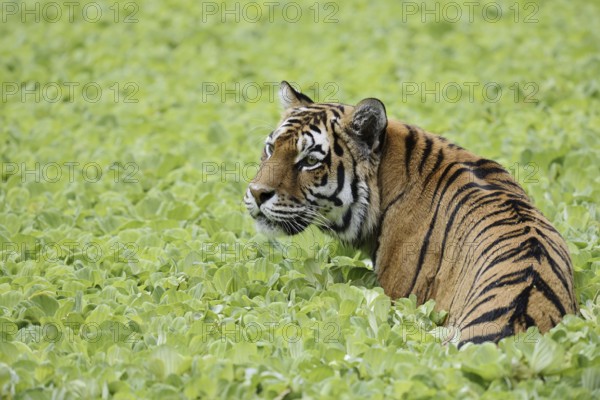 Siberian tiger (Panthera tigris altaica) in a pond with water lettuce (Pistia stratiotes), captive, native to Asia