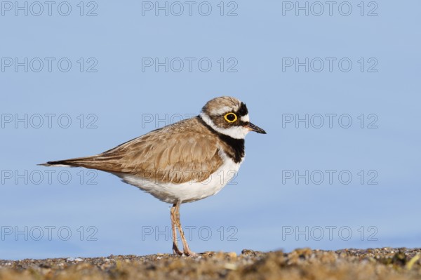 Little Ringed Plover (Charadrius dubius), North Rhine-Westphalia, Germany