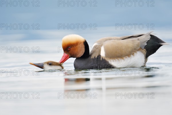 Red-crested pochard (Netta rufina), pair copulating, Lake Constance, Baden-Württemberg, Germany
