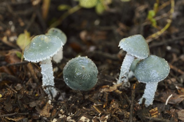 Stropharia aeruginosa, North Rhine-Westphalia, Germany