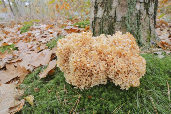 Wood Cauliflower fungus or fat hen (Wood Cauliflower crispa) in autumn, Gelderland, Netherlands