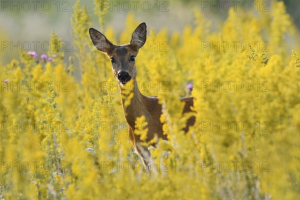 European roe deer (Capreolus capreolus), doe in summer, North Rhine-Westphalia, Germany
