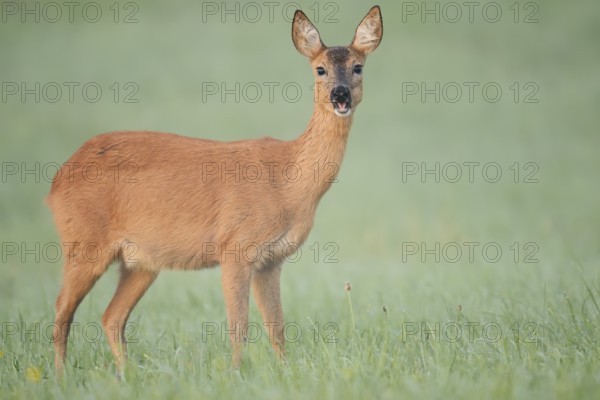 European roe deer (Capreolus capreolus), doe in a meadow, North Rhine-Westphalia, Germany