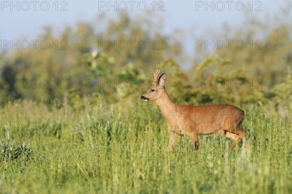 European roe deer (Capreolus capreolus), roebuck in a meadow in spring, North Rhine-Westphalia, Germany
