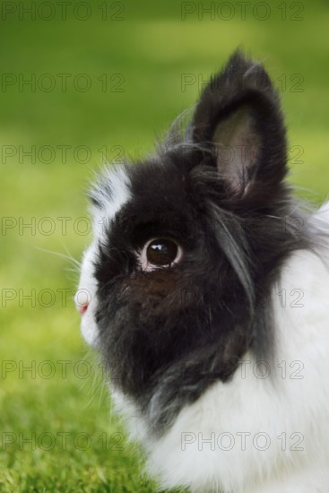 Lionhead rabbit (Oryctolagus cuniculus forma domestica) in a meadow, North Rhine-Westphalia, Germany