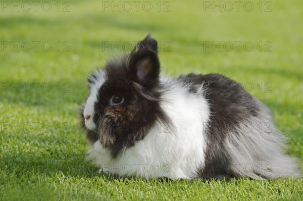 Lionhead rabbit (Oryctolagus cuniculus forma domestica) in a meadow, North Rhine-Westphalia, Germany