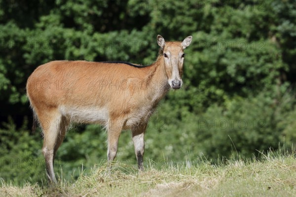 David's deer or milu (Elaphurus davidianus), female, originally native to eastern Asia, extinct in the wild