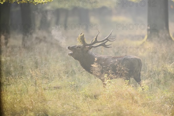 Red deer (Cervus elaphus) roaring in the rutting season, North Rhine-Westphalia, Germany