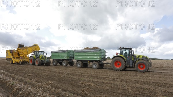 Agricultural harvesting of potatoes with potato harvester ROPA Keiler 2 in front of tractor Claas Axion 830, Claas tractor with two trailers, Baltic Sea island Fehmarn, East Holstein, Schleswig-Holstein, Germany