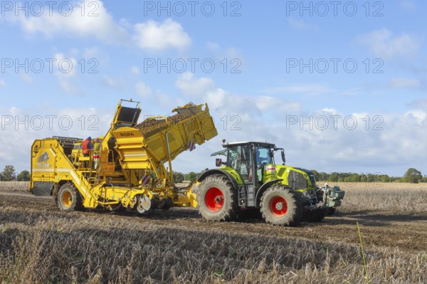 Agricultural harvesting of potatoes with ROPA Keiler 2 potato harvester in front of Claas Axion 830 tractor, Baltic Sea island of Fehmarn, East Holstein, Schleswig-Holstein, Germany