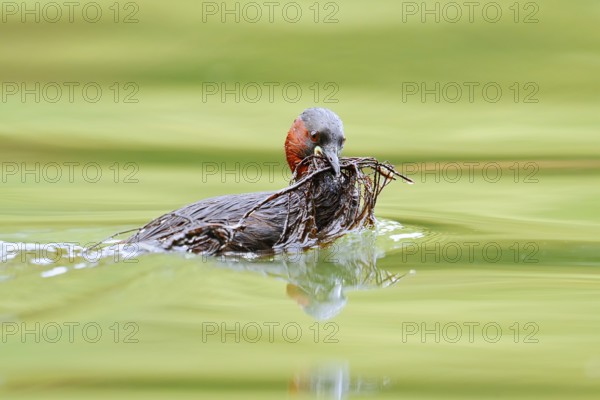 Little grebe (Tachybaptus ruficollis) swimming with nesting material in its beak, North Rhine-Westphalia, Germany