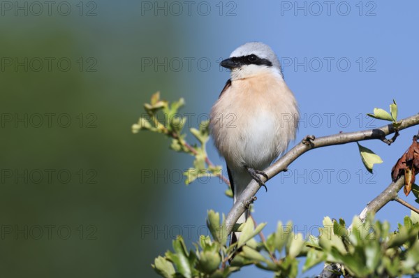 Red-backed shrike (Lanius collurio), male, North Rhine-Westphalia, Germany