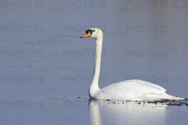 Mute swan (Cygnus olor) on a frozen lake in winter, North Rhine-Westphalia, Germany