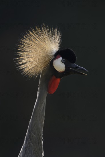 South African Crowned Crane or Grey-necked Crowned Crane (Balearica regulorum), portrait in backlight, captive, occurrence in Africa