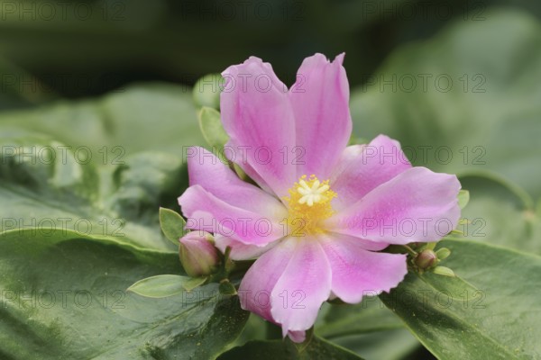 Deciduous cactus or pereskia (Pereskia grandifolia), flower, native to Brazil