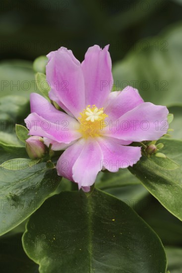 Deciduous cactus or pereskia (Pereskia grandifolia), flower, native to Brazil