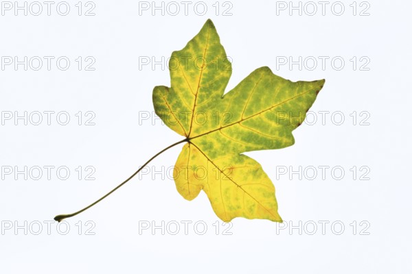 Sugar maple (Acer saccharum), leaf in autumn against a white background, North Rhine-Westphalia, Germany
