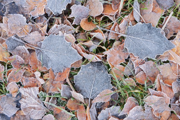 Foliage in autumn with hoarfrost, North Rhine-Westphalia, Germany