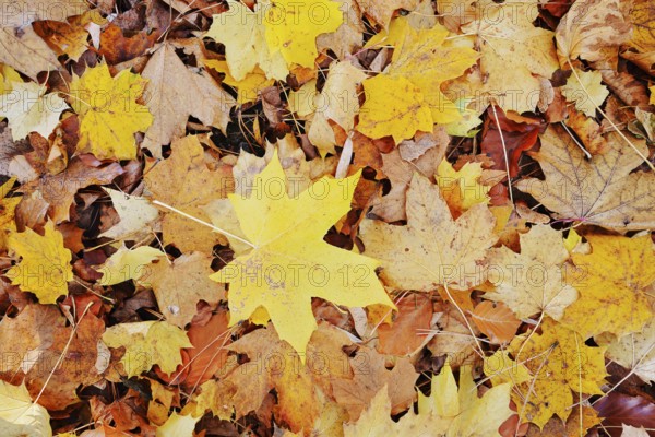 Norway maple or Norway maple (Acer platanoides, leaves in autumn, North Rhine-Westphalia, Germany