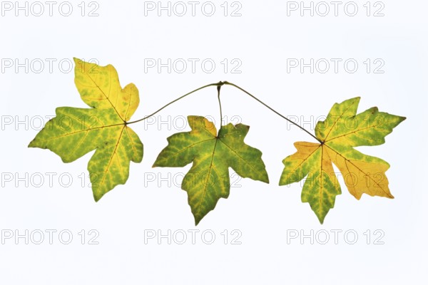 Sugar maple (Acer saccharum), leaves in autumn against a white background, North Rhine-Westphalia, Germany