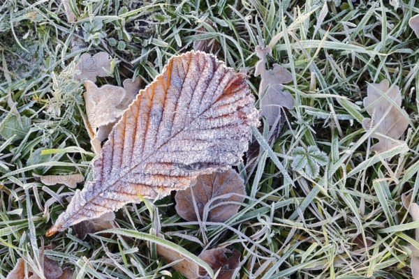 Horse chestnut or common horse chestnut (Aesculus hippocastanum), leaf with hoarfrost lying in the grass, North Rhine-Westphalia, Germany