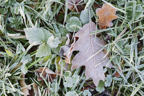 American red oak (Quercus rubra), leaf with hoarfrost, North Rhine-Westphalia, Germany
