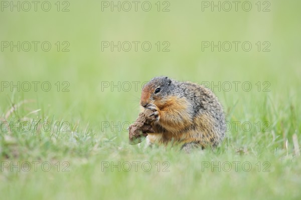 Columbia ground squirrel (Urocitellus columbianus, Spermophilus columbianus) feeding in a meadow, Jasper National Park, Alberta, Canada
